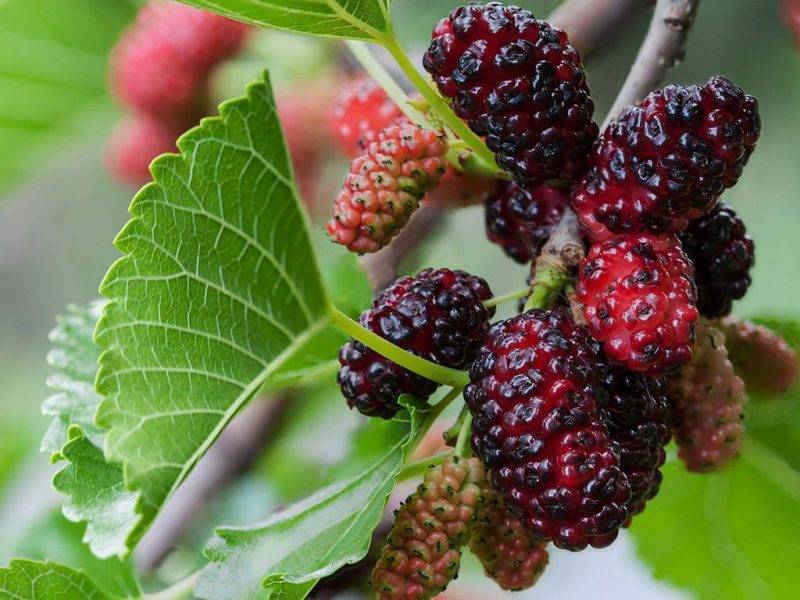 Шелковица купить саженцы из питомнике в Батайске