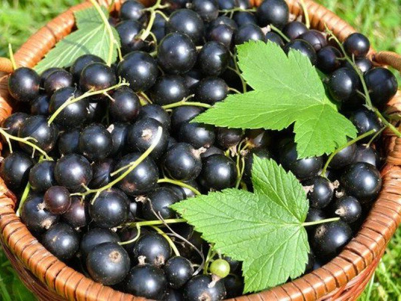Смородина купить саженцы из питомника в Батайске