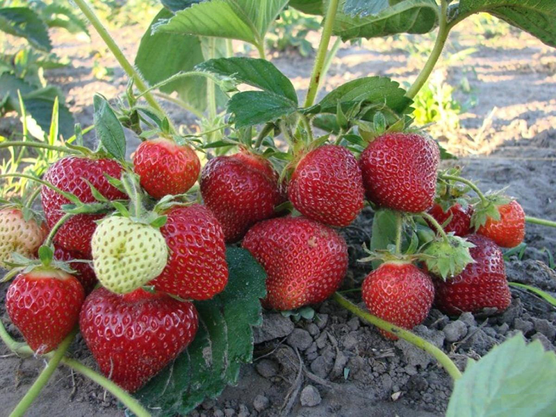 Клубника купить саженцы из питомника в Батайске