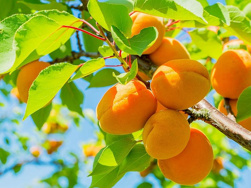 Абрикос купить саженцы из питомнике в Батайске