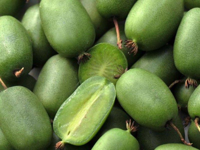 Актинидия купить саженцы из питомнике в Батайске