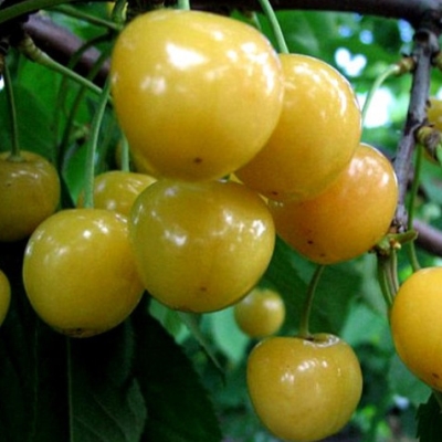 Черешня "РОССОШАНСКАЯ ЗОЛОТАЯ"