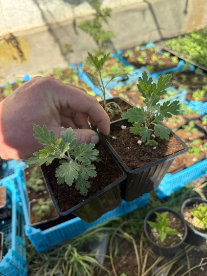 Хризантема Рибонет, Резидент, Блю Дрим, 3 шт