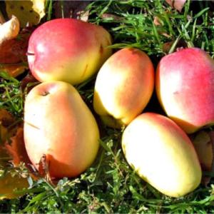 Яблоня "КАНДИЛЬ СИНАЛ"